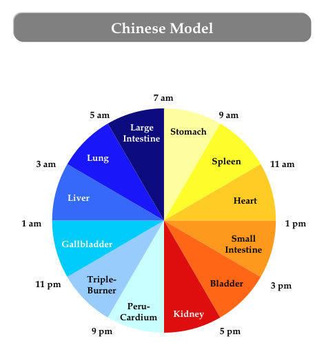 chinese-model Sleep cycle-v2