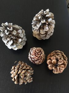 Abundance pine cone